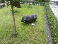 CameraZOOM-20130602162504961 : Personnes, animal, famille, jardin, oceane, pieces